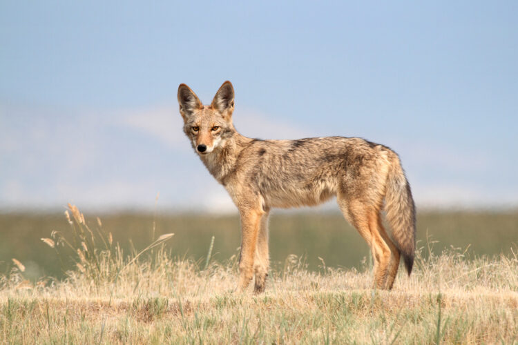 Coyote