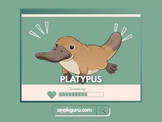 Fakta Lengkap Platypus