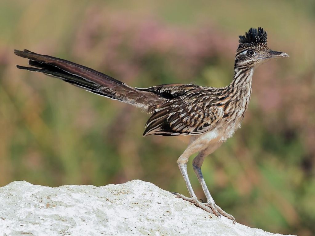 Greater Roadrunner