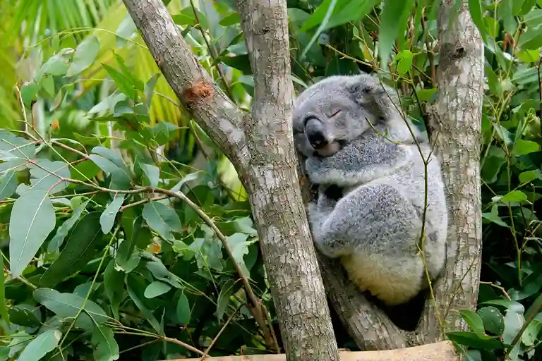 Koala
