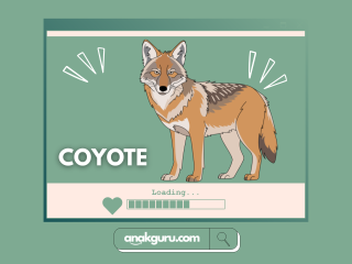 Fakta Lengkap Coyote