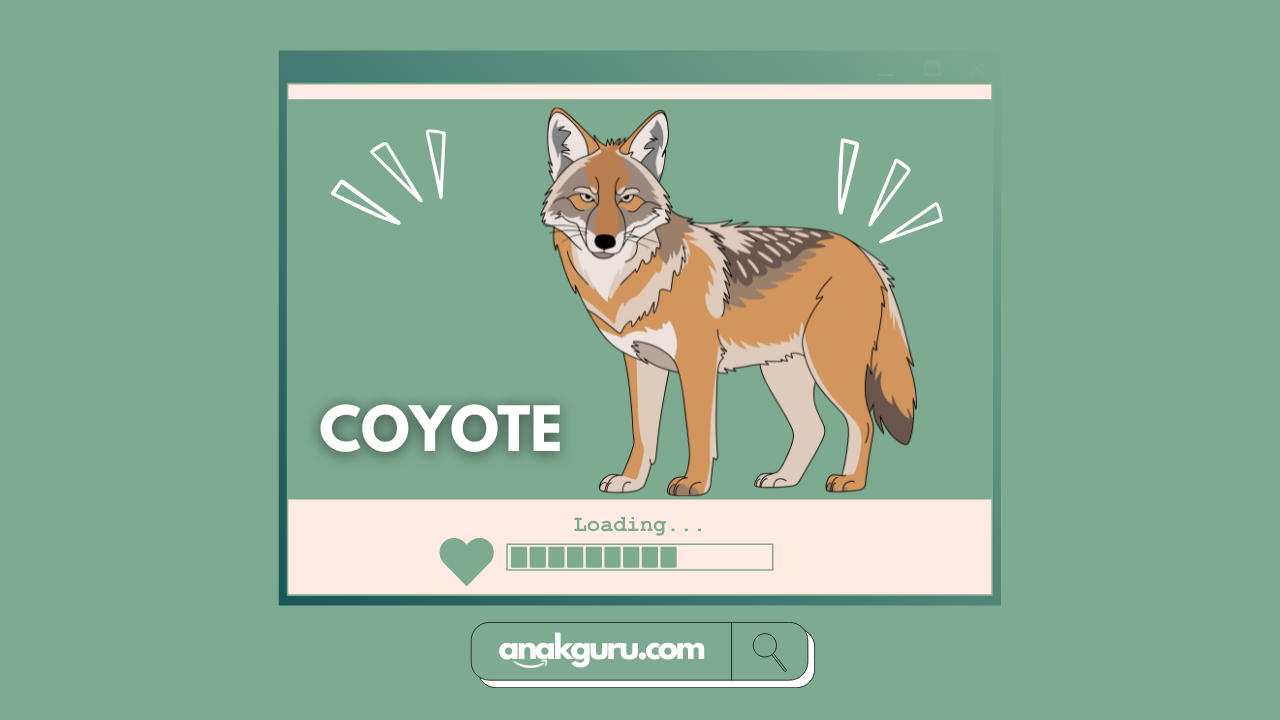 Fakta Lengkap Coyote