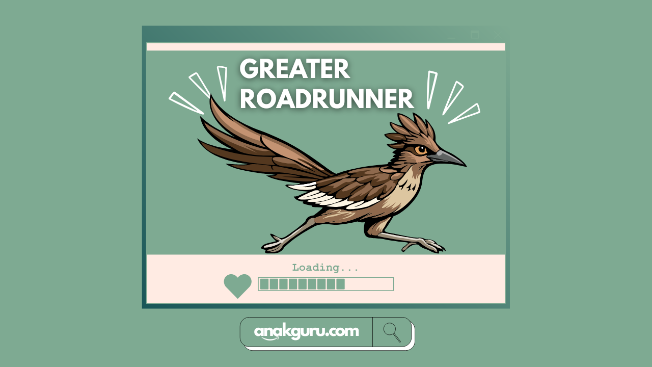 Mengenal Greater Roadrunner
