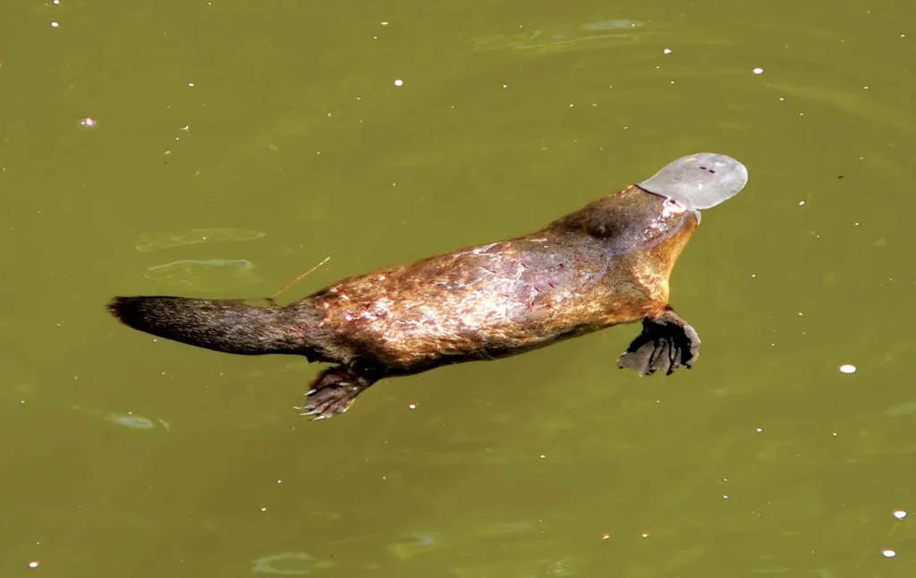 Platypus
