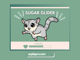 Fakta Lengkap Sugar Glider