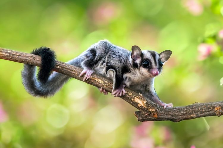 Sugar Glider