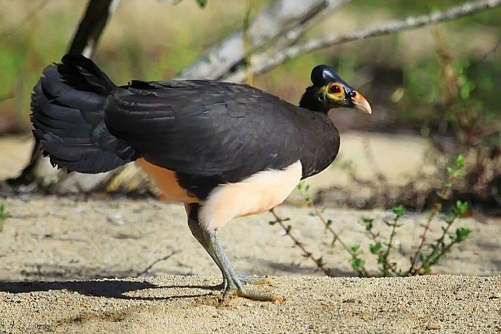 Burung Maleo