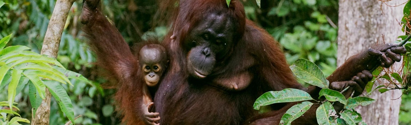 Orangutan